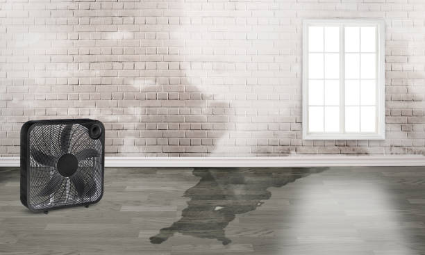 Best Water damage contractors near me  in Cleona, PA